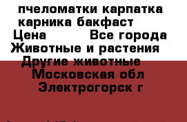 пчеломатки карпатка карника бакфаст F-1 › Цена ­ 800 - Все города Животные и растения » Другие животные   . Московская обл.,Электрогорск г.